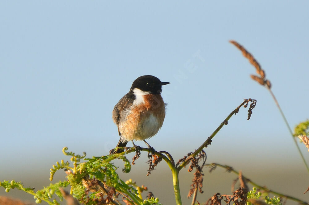 European Stonechat male adult