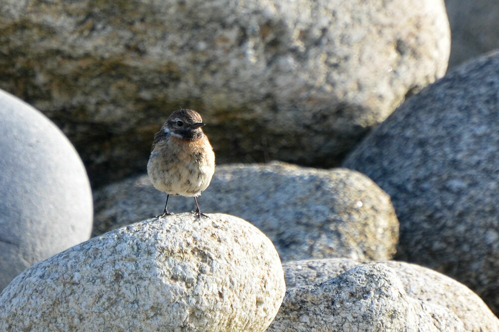 European Stonechat female adult