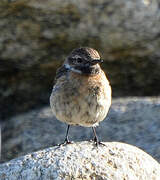 European Stonechat