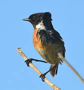 European Stonechat