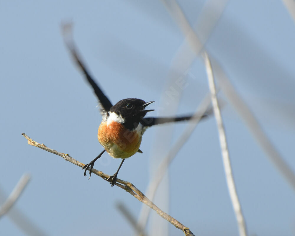 European Stonechat male adult