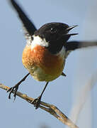 European Stonechat