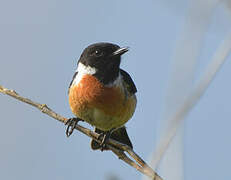 European Stonechat