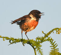 European Stonechat