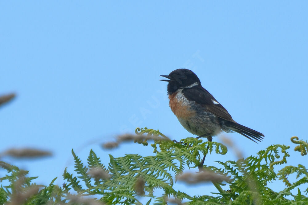 European Stonechat male adult