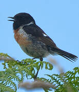 European Stonechat