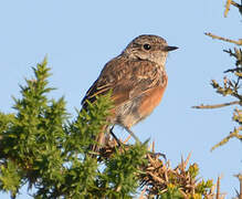 European Stonechat