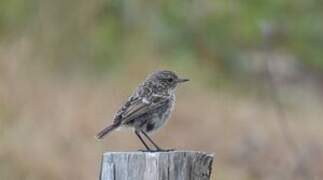 European Stonechat