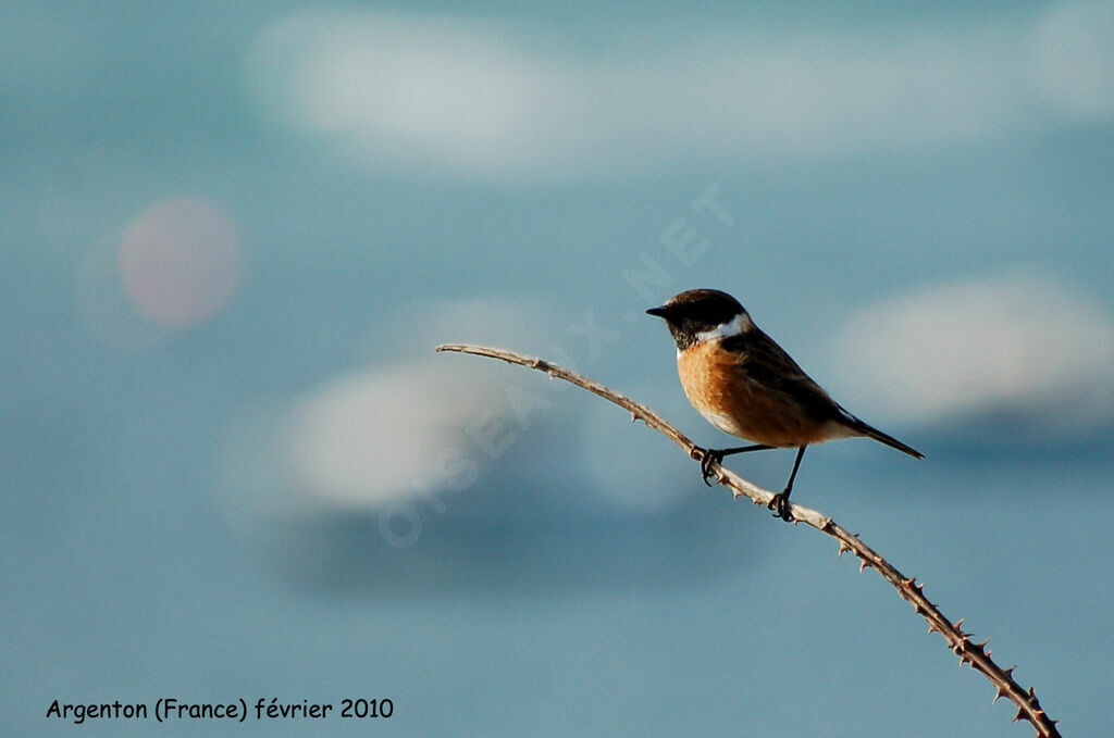 European Stonechat