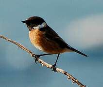 European Stonechat