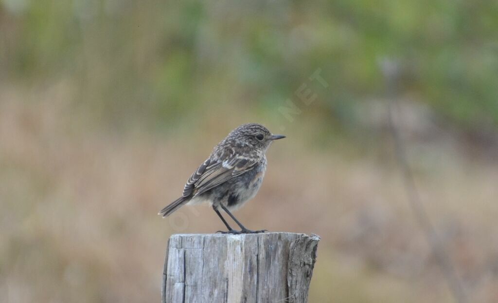 European Stonechat