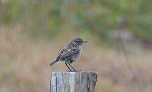 European Stonechat