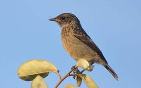 European Stonechat