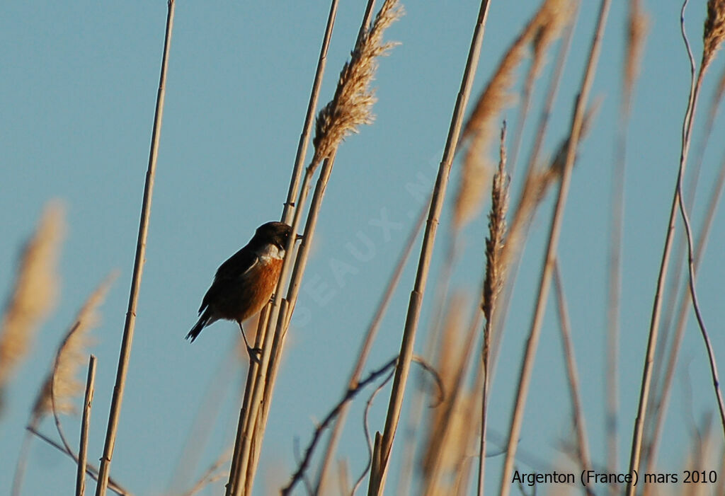 European Stonechat male adult