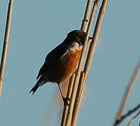 European Stonechat