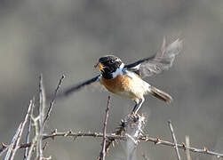 European Stonechat