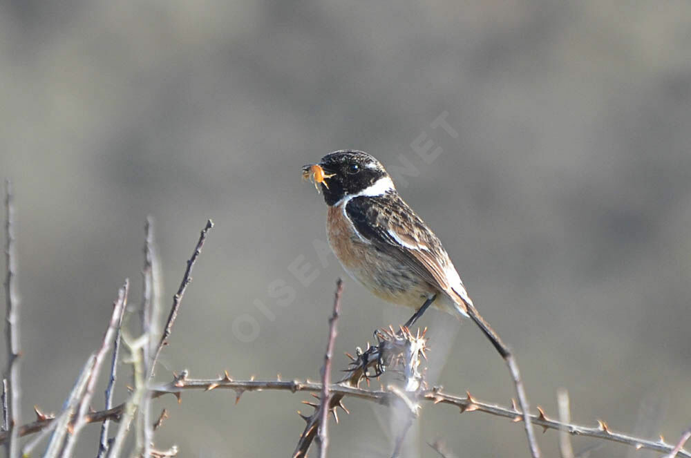 European Stonechatadult, feeding habits