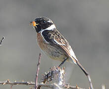 European Stonechat