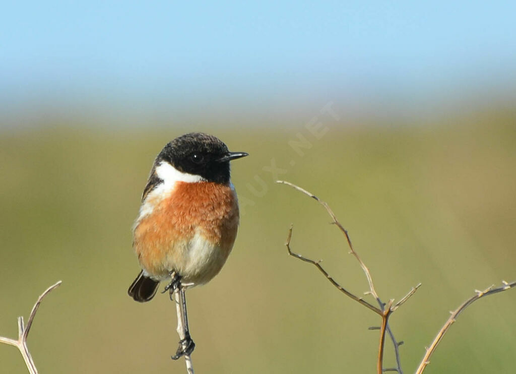 European Stonechat male adult, identification