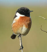 European Stonechat