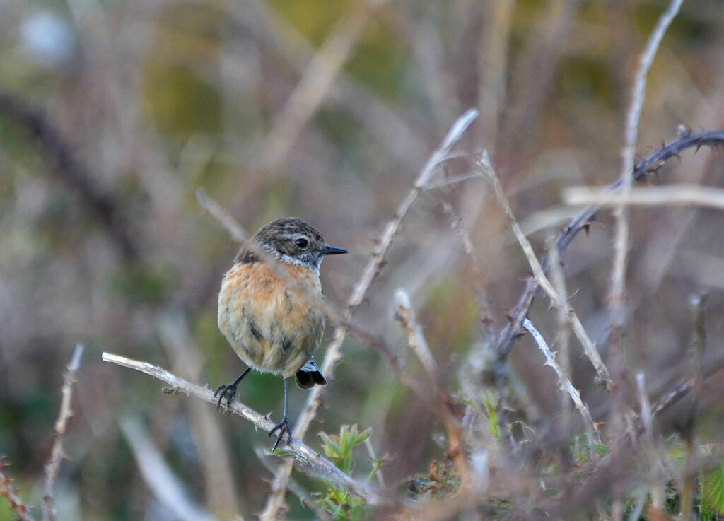 European Stonechat female adult, identification