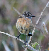 European Stonechat