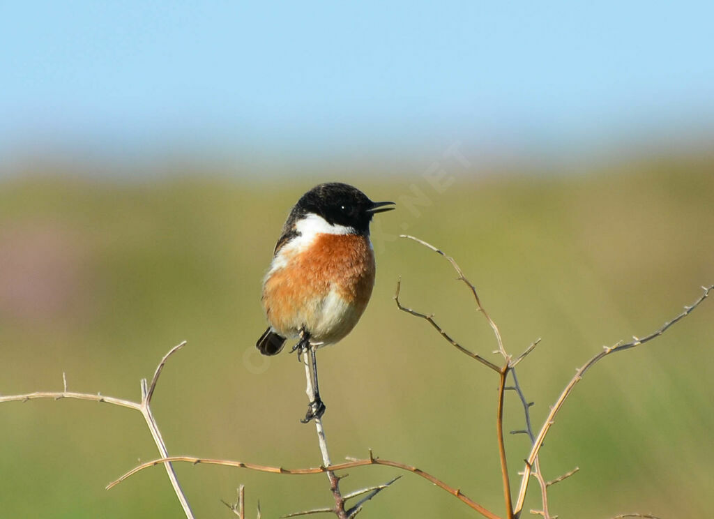 European Stonechat male adult, identification