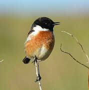 European Stonechat