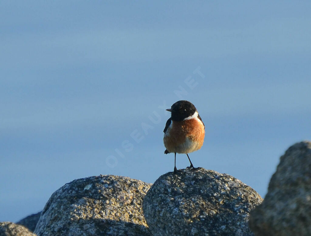 European Stonechat male adult, identification