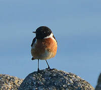 European Stonechat