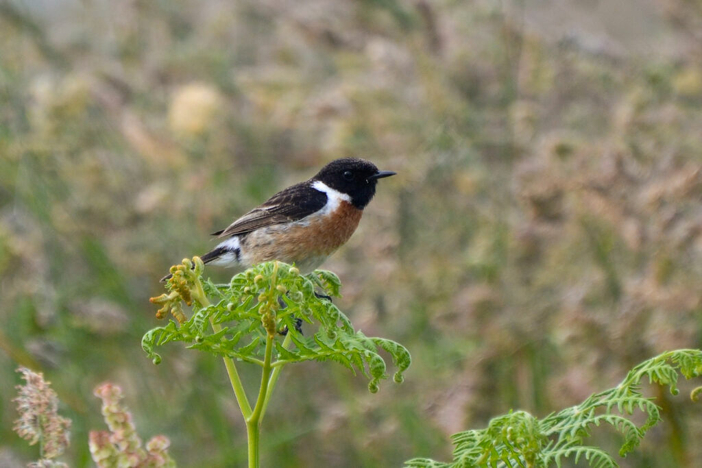 European Stonechat male adult