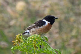 European Stonechat