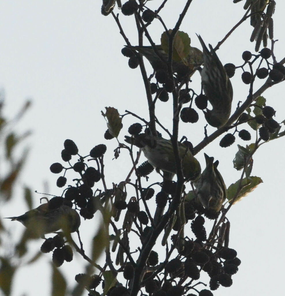 Eurasian Siskin