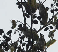 Eurasian Siskin