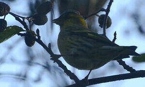 Eurasian Siskin