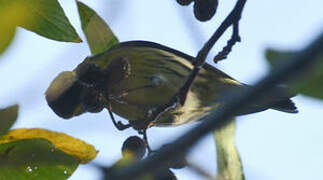 Eurasian Siskin