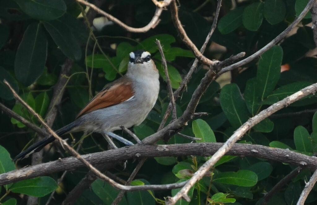 Tchagra à tête noireadulte, identification