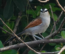 Black-crowned Tchagra