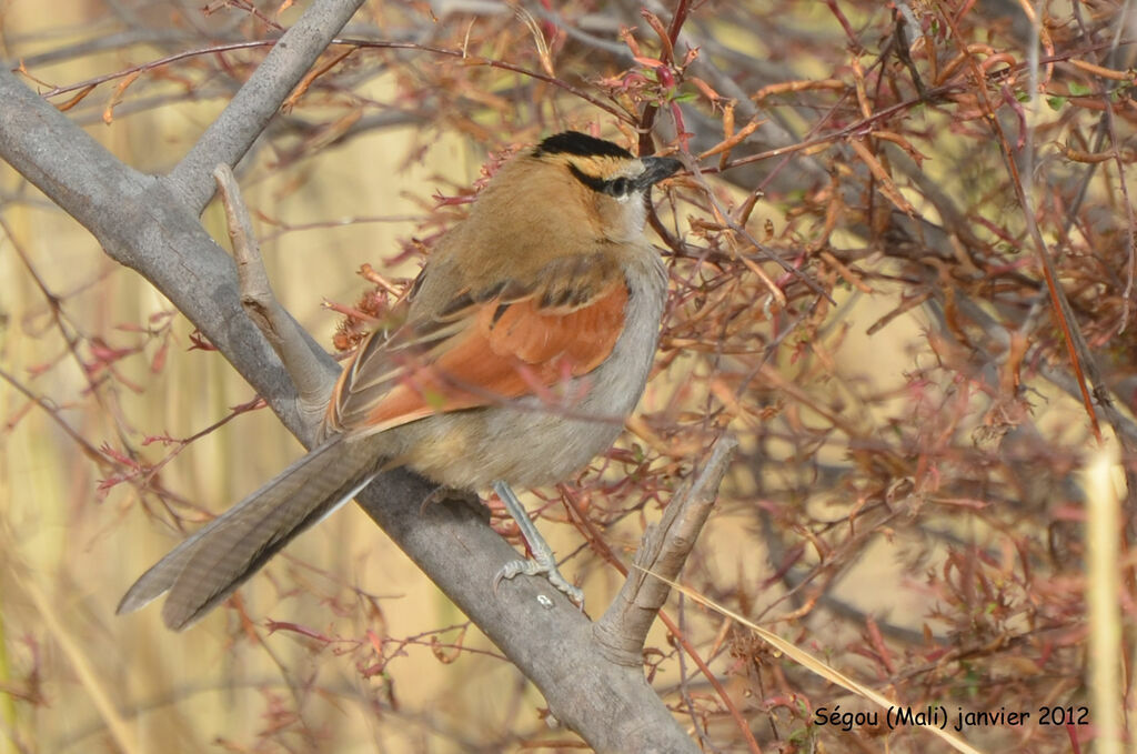 Black-crowned Tchagraadult, identification