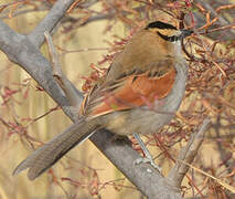 Black-crowned Tchagra