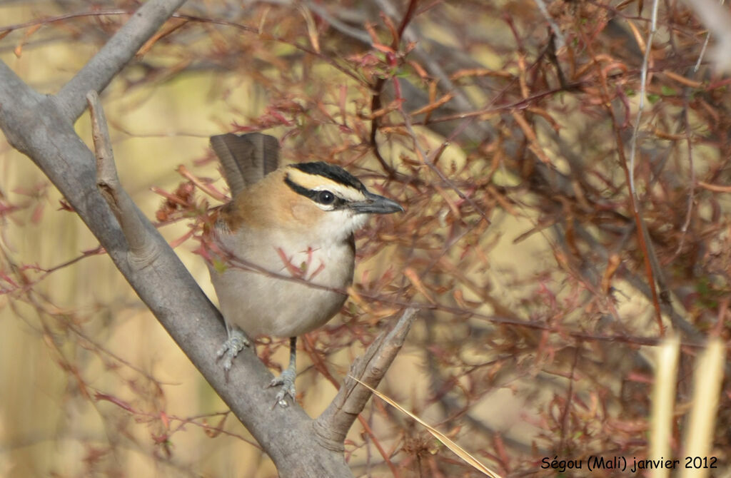 Black-crowned Tchagra