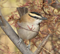 Black-crowned Tchagra