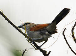 Black-crowned Tchagra