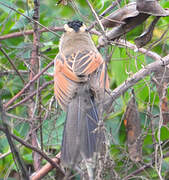 Black-crowned Tchagra