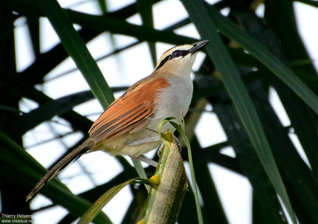 Black-crowned Tchagraadult