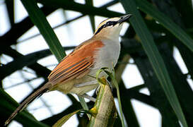 Black-crowned Tchagra