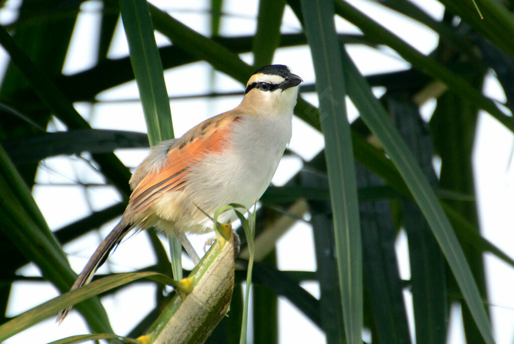 Black-crowned Tchagraadult, identification