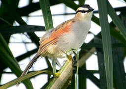 Black-crowned Tchagra