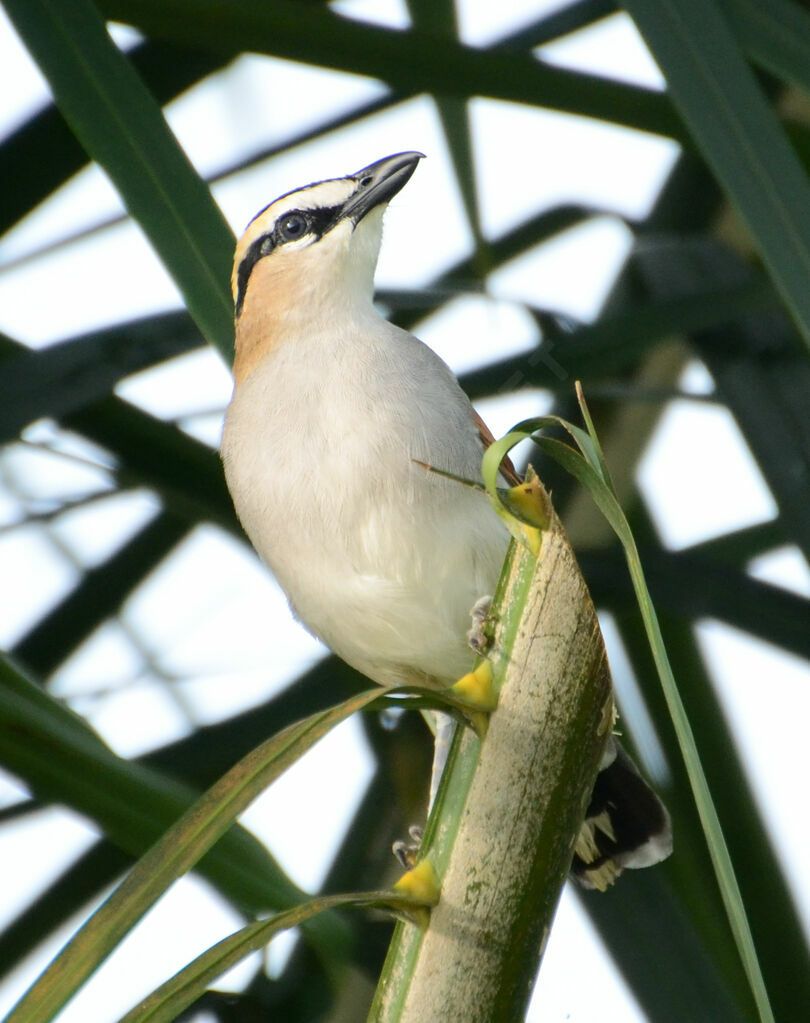 Black-crowned Tchagraadult, identification