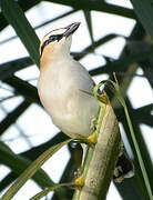 Black-crowned Tchagra